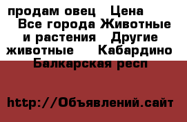  продам овец › Цена ­ 100 - Все города Животные и растения » Другие животные   . Кабардино-Балкарская респ.
